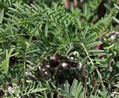 Astragalus racemosus, photographed by Catherine C. Galley