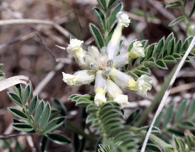 Sophora nuttalliana, photographed by Catherine C. Galley