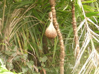 Bactris setosa, photographed by Carlos Henrique Russi