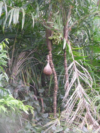 Bactris setosa, photographed by Carlos Henrique Russi