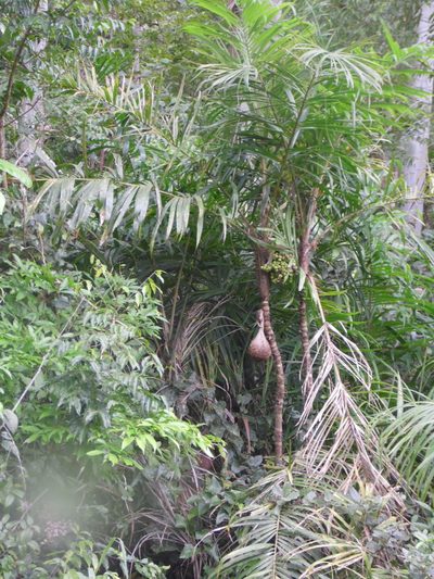 Bactris setosa, photographed by Carlos Henrique Russi