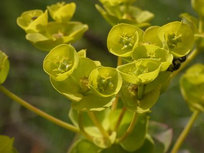 Euphorbia nicaeensis, photographed by Yves Bas