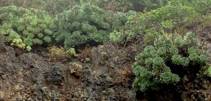 Aeonium castello-paivae, photographed by desertnaturalist