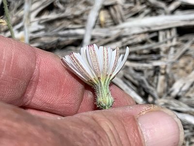 Calycoseris wrightii, photographed by CK2AZ