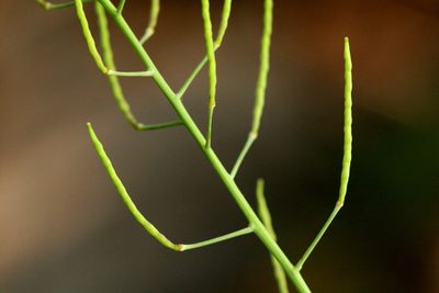 Mostacillastrum subauriculatum, photographed by Cecelia Alexander
