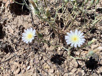 Calycoseris wrightii, photographed by CK2AZ