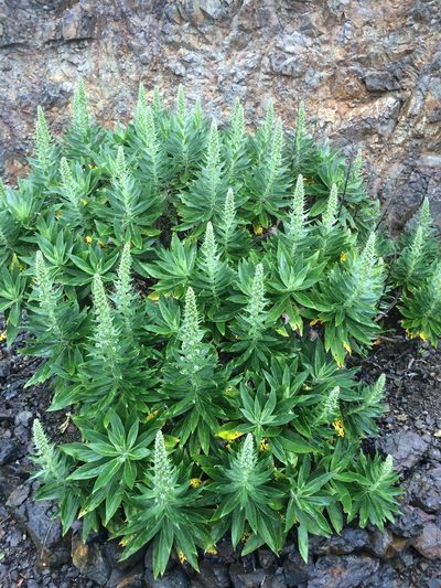 Echium acanthocarpum, photographed by desertnaturalist