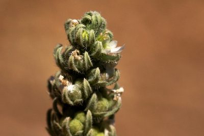 Teucrium depressum, photographed by Cecelia Alexander