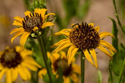 Helianthus laciniatus, photographed by Cecelia Alexander