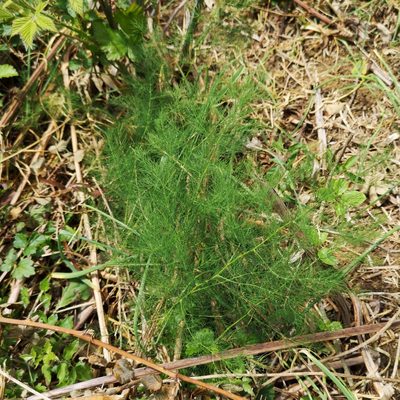 Asparagus tenuifolius, photographed by olrett