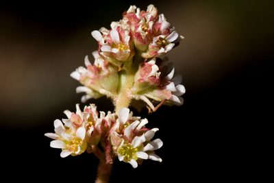Micranthes rhomboidea, photographed by Cecelia Alexander