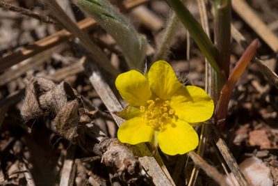 Potentilla bicrenata, photographed by Cecelia Alexander