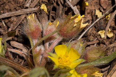 Potentilla bicrenata, photographed by Cecelia Alexander
