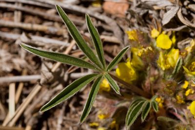 Potentilla bicrenata, photographed by Cecelia Alexander