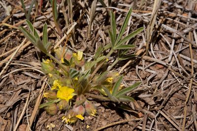 Potentilla bicrenata, photographed by Cecelia Alexander