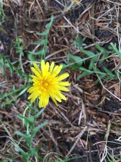 Taraxacum lacistophyllum, photographed by Dorte Stokholm