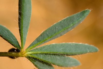 Lupinus pusillus, photographed by Cecelia Alexander