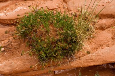 Cymopterus sessiliflorus, photographed by Cecelia Alexander