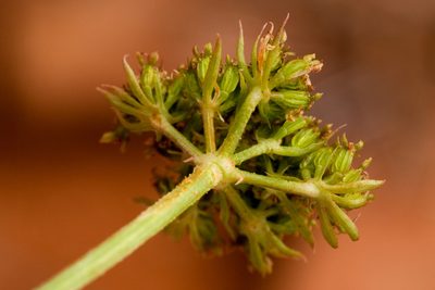 Cymopterus sessiliflorus, photographed by Cecelia Alexander