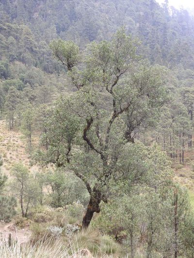 Alnus jorullensis, photographed by Bernabe Colohua