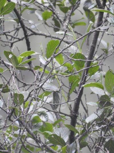 Alnus jorullensis, photographed by Bernabe Colohua