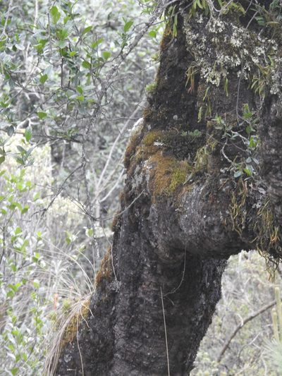 Alnus jorullensis, photographed by Bernabe Colohua