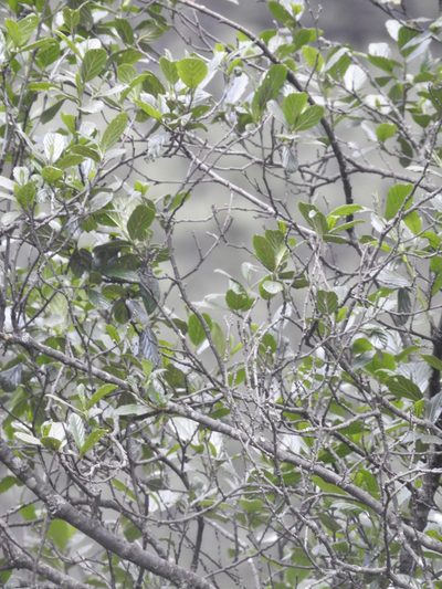 Alnus jorullensis, photographed by Bernabe Colohua