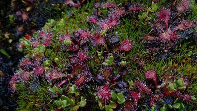 Drosera uniflora, photographed by Nicolás Lavandero