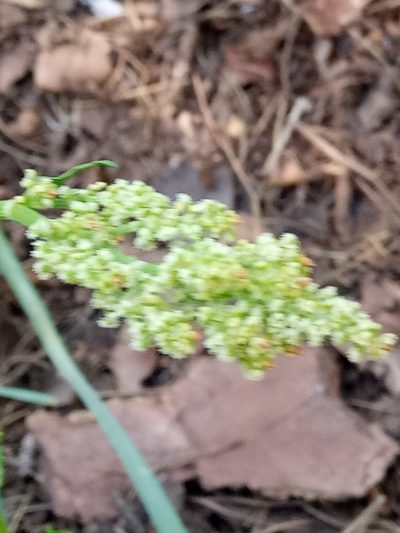 Rumex thyrsoides, photographed by Karim Haddad