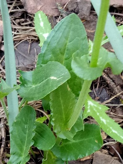 Rumex thyrsoides, photographed by Karim Haddad