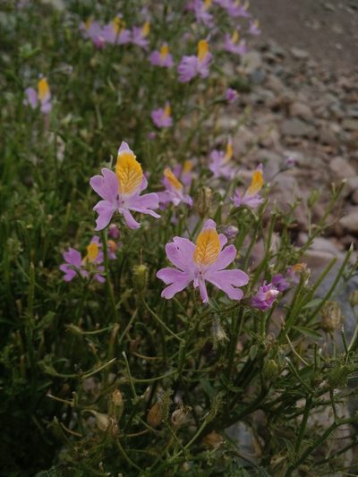 Schizanthus grahamii, photographed by Nicolás Lavandero