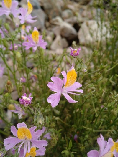 Schizanthus grahamii, photographed by Nicolás Lavandero