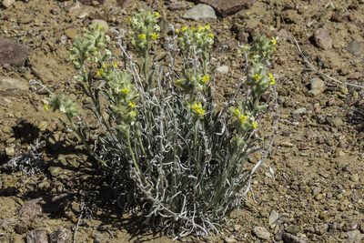 Oreocarya flava, photographed by Craig Martin