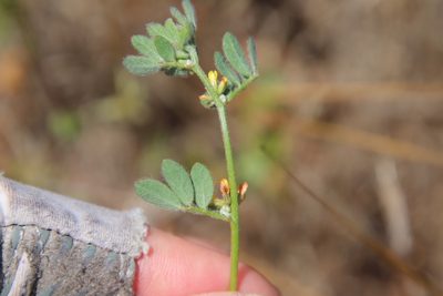Acmispon micranthus, photographed by Millie Basden