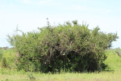 Cephalanthus glabratus, photographed by demianlescano