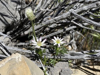 Anemone tuberosa, photographed by Matt Berger