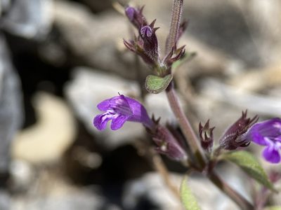 Hedeoma nana, photographed by Matt Berger