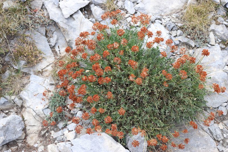 Anthyllis aurea, photographed by stolbovsky