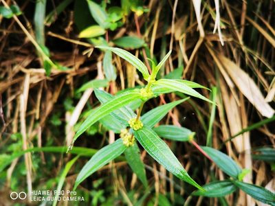 Gonostegia hirta, photographed by 慶得江