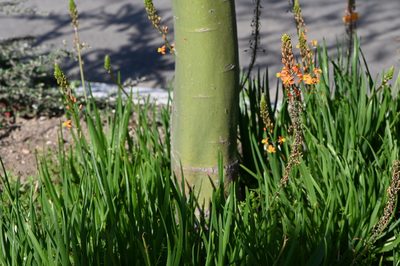 Bulbine frutescens, photographed by Dustin VanOverbeke
