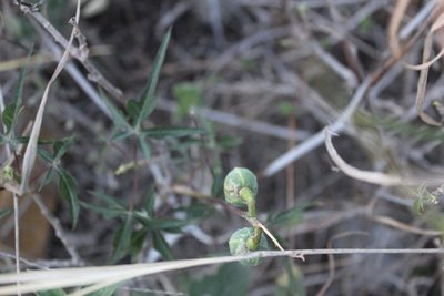 Manihot subspicata, photographed by Francisco Martínez González