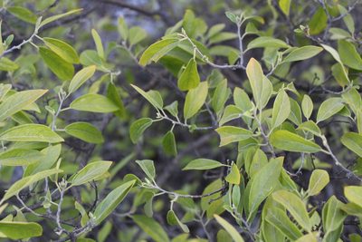Neopringlea integrifolia, photographed by Francisco Martínez González