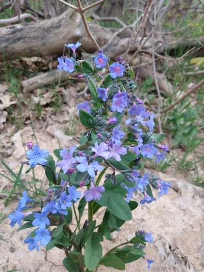 Mertensia brevistyla, photographed by Tyler Hacking