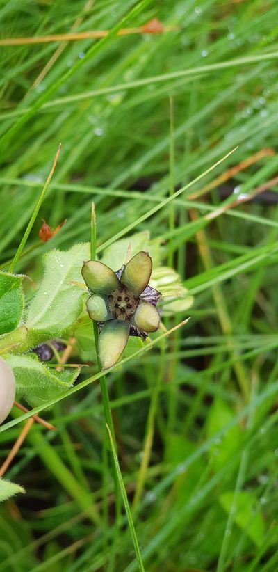 Ceropegia gerrardii, photographed by Suvarna Parbhoo Mohan