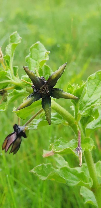 Ceropegia gerrardii, photographed by Suvarna Parbhoo Mohan