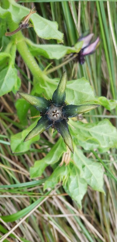Ceropegia gerrardii, photographed by Suvarna Parbhoo Mohan