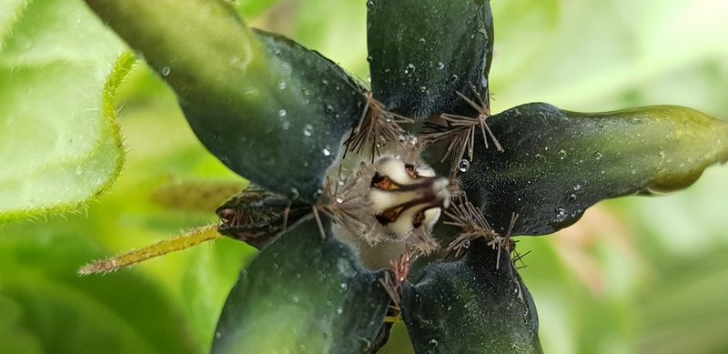 Ceropegia gerrardii, photographed by Suvarna Parbhoo Mohan