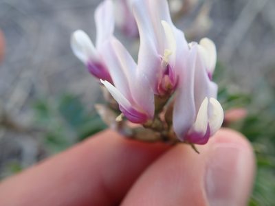 Astragalus cibarius, photographed by Mitch Van Dyke
