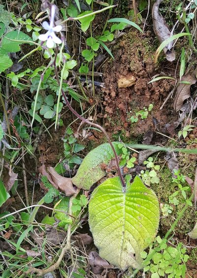 Streptocarpus haygarthii, photographed by Suvarna Parbhoo Mohan