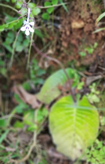 Streptocarpus haygarthii, photographed by Suvarna Parbhoo Mohan